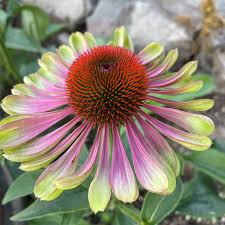 Image result for Echinacea purpurea