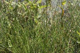 Attēlu rezultāti vaicājumam “Eleocharis uniglumis flower”
