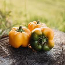 Afbeeldingsresultaat voor californian wonder golden sweet pepper