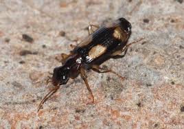 Attēlu rezultāti vaicājumam “Dromius quadrimaculatus”