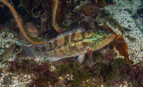 Image result for Labrus bergylta