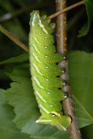 Attēlu rezultāti vaicājumam “Endromis versicolora”