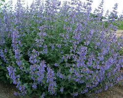 Attēlu rezultāti vaicājumam “Nepeta x faassenii flower”
