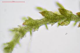 Attēlu rezultāti vaicājumam “Cephaloziella hampeana”