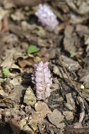 Attēlu rezultāti vaicājumam “Lathraea squamaria flower”