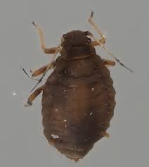 Attēlu rezultāti vaicājumam “Chaitophorus populeti”