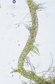 Attēlu rezultāti vaicājumam “Cephaloziella elachista macro”