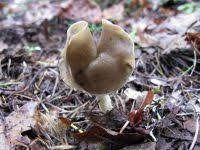 Attēlu rezultāti vaicājumam “Helvella elastica”