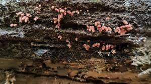 Attēlu rezultāti vaicājumam “Arcyria incarnata young”