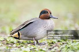 Attēlu rezultāti vaicājumam “Anas crecca male”