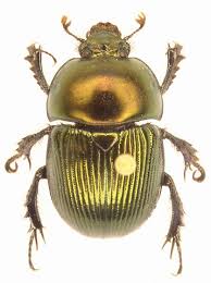 Attēlu rezultāti vaicājumam “Geotrupes”