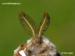 Attēlu rezultāti vaicājumam “Saturnia pavonia cocoon”