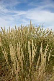 Attēlu rezultāti vaicājumam “Ammophila arenaria”