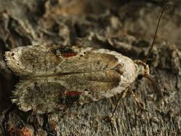 Attēlu rezultāti vaicājumam “Agonopterix alstromeriana”