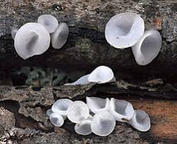 Attēlu rezultāti vaicājumam “Neobulgaria pura”