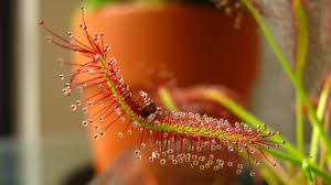 Attēlu rezultāti vaicājumam “Drosera anglica fruit”