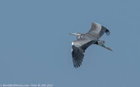 Attēlu rezultāti vaicājumam “Ardea cinerea adult”