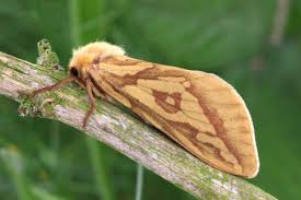 Attēlu rezultāti vaicājumam “Hepialus humuli male”