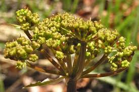 Attēlu rezultāti vaicājumam “Diderma rufostriatum”