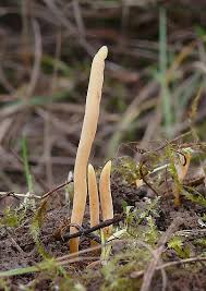 Attēlu rezultāti vaicājumam “Clavaria straminea”