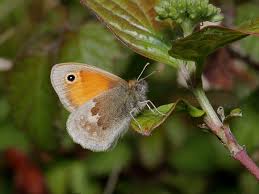 Attēlu rezultāti vaicājumam “Coenonympha pamphilus underside”