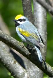 Image result for Vermivora chrysoptera