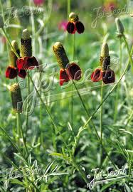 Image result for Ratibida columnifera