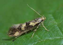 Attēlu rezultāti vaicājumam “Denisia similella”