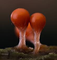 Attēlu rezultāti vaicājumam “Hemitrichia decipiens macro”