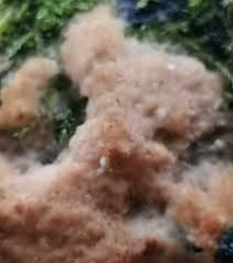 Attēlu rezultāti vaicājumam “Junghuhnia pseudozilingiana”