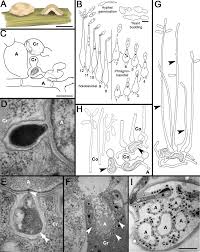 Attēlu rezultāti vaicājumam “Tranzschelia pruni-spinosae spores”