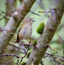 Attēlu rezultāti vaicājumam “Regulus regulus adult”