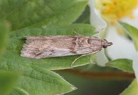 Attēlu rezultāti vaicājumam “Zophodia grossulariella”