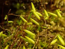 Attēlu rezultāti vaicājumam “Pohlia cruda”
