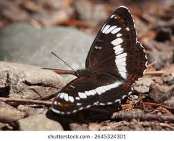 Attēlu rezultāti vaicājumam “Limenitis camilla”