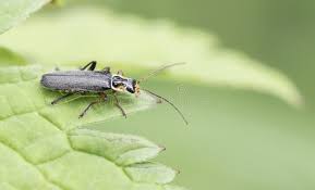 Attēlu rezultāti vaicājumam “Cantharis nigricans”
