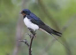 Attēlu rezultāti vaicājumam “Hirundo rustica adult”