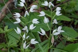 Attēlu rezultāti vaicājumam “Cephalanthera longifolia”