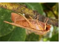 Attēlu rezultāti vaicājumam “Agrochola helvola imago”