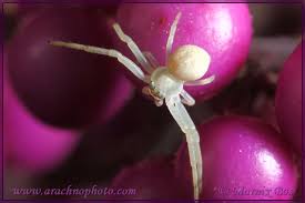 Attēlu rezultāti vaicājumam “Misumena vatia”