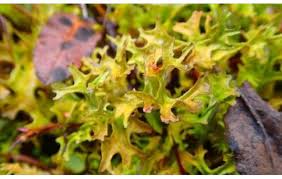 Attēlu rezultāti vaicājumam “Cetraria islandica”