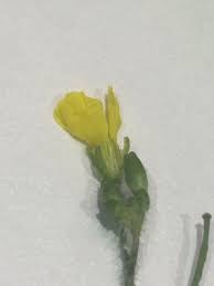 Attēlu rezultāti vaicājumam “Diplotaxis muralis flower”