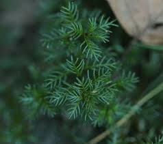 Attēlu rezultāti vaicājumam “Haloragaceae”