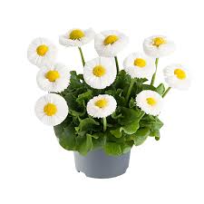 Attēlu rezultāti vaicājumam “Bellis perennis bud”