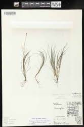 Attēlu rezultāti vaicājumam “Stuckenia filiformis flower”