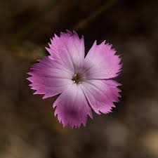 Image result for Steinnelke