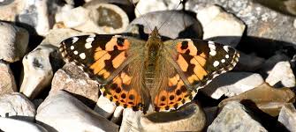 Attēlu rezultāti vaicājumam “Vanessa cardui underside”
