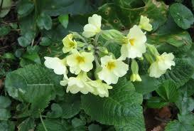 Attēlu rezultāti vaicājumam “Primula x margotae”