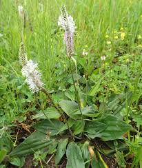 Attēlu rezultāti vaicājumam “Plantago media bud”