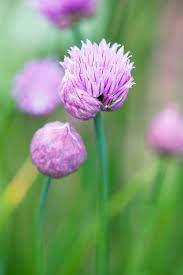 Image result for Allium tuberosum